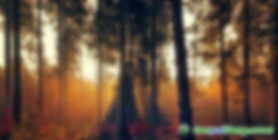 影響森林固碳效應的因素有哪些？