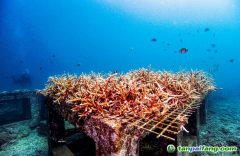 警報(bào)拉響！地球觸發(fā)首個(gè)“氣候臨界點(diǎn)”